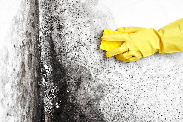Best Mold Remediation  in Mccord, OK
