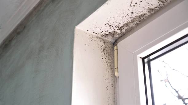 Trusted Mccord, OK Mold Removal Experts