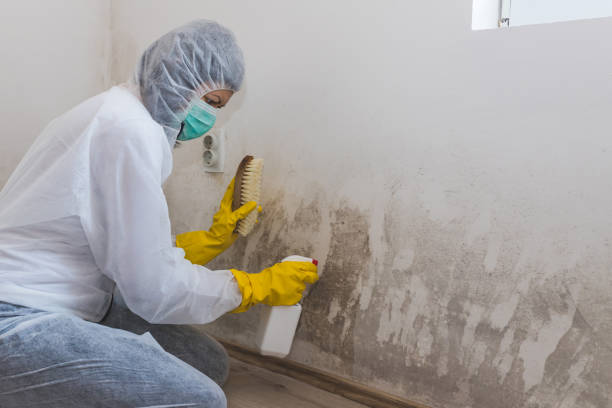 Best Residential Mold Removal  in Mccord, OK