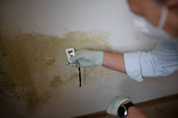 Best Same-Day Mold Removal  in Mccord, OK