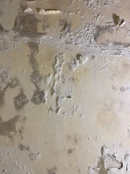 Best Certified Mold Removal  in Mccord, OK