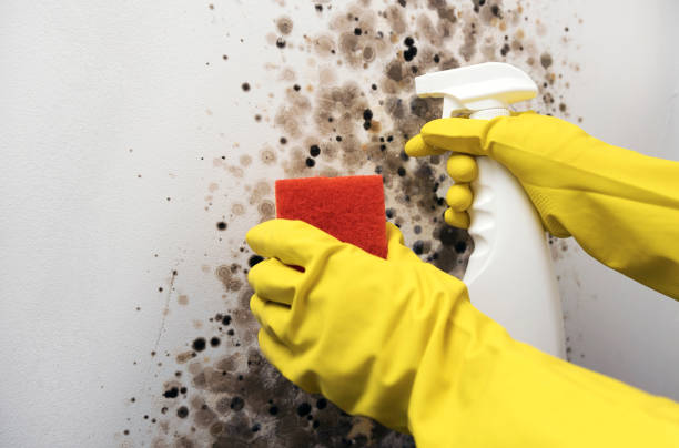 Best Emergency Mold Removal  in Mccord, OK