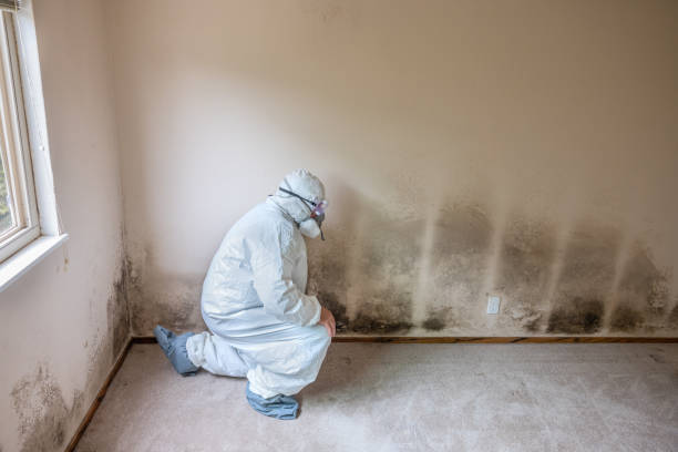 Best Professional Mold Removal  in Mccord, OK